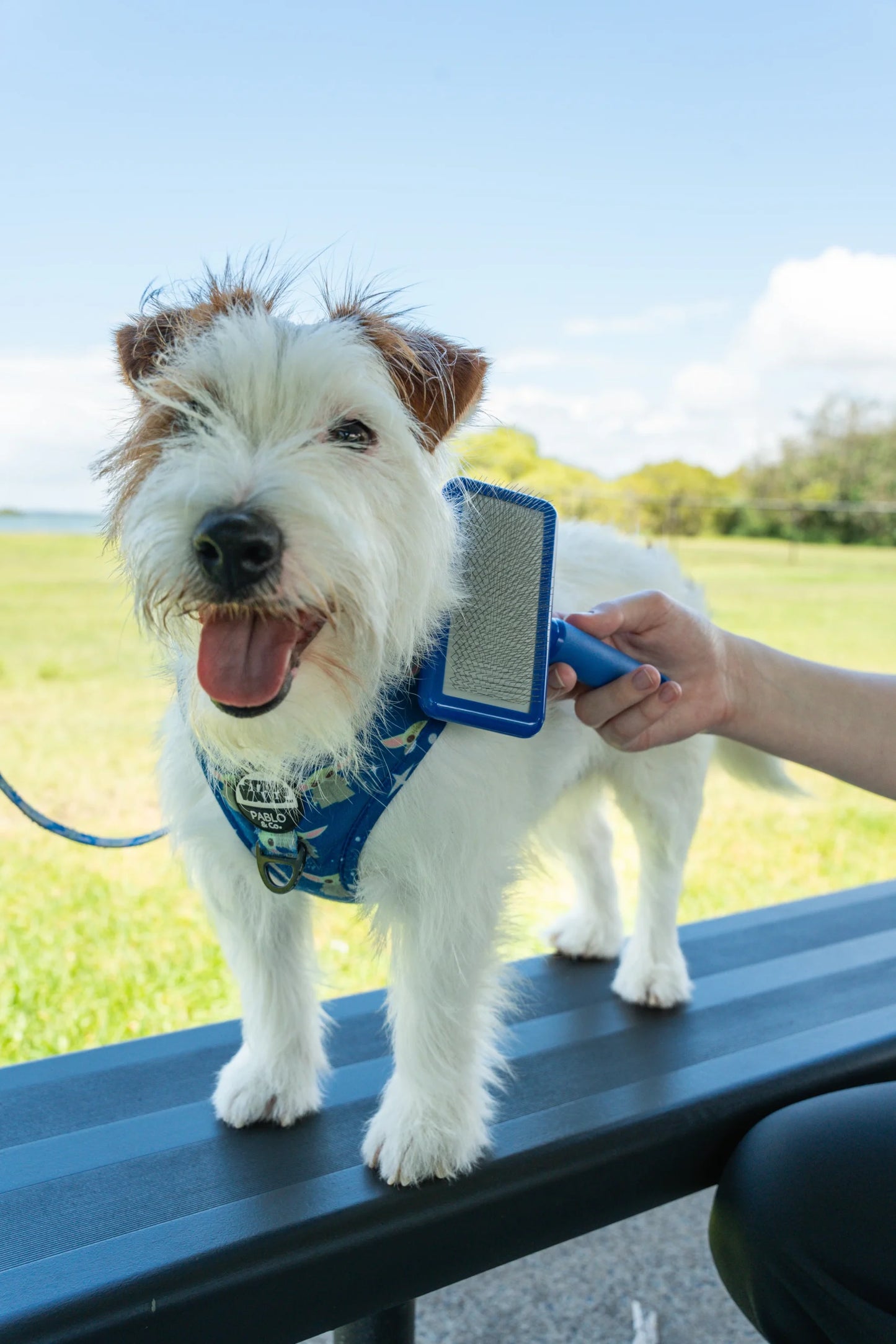 Plush Puppy Blue Slicker Brush Soft