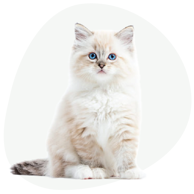Cat Litter & Clean-Up